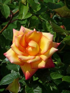 SHEILAS PERFUME (floribunda)